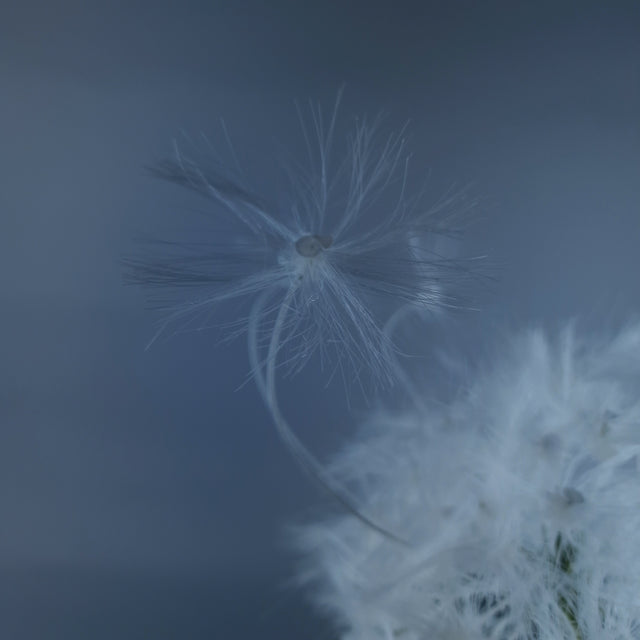 "Breeze" Dandelion & Bow Headpiece