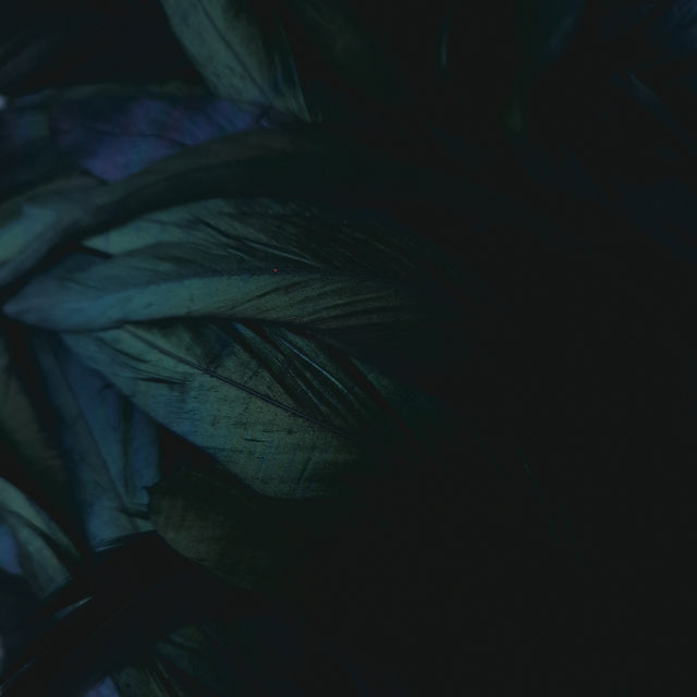 "Roo 3" Black Feather Headdress Fascinator Hat